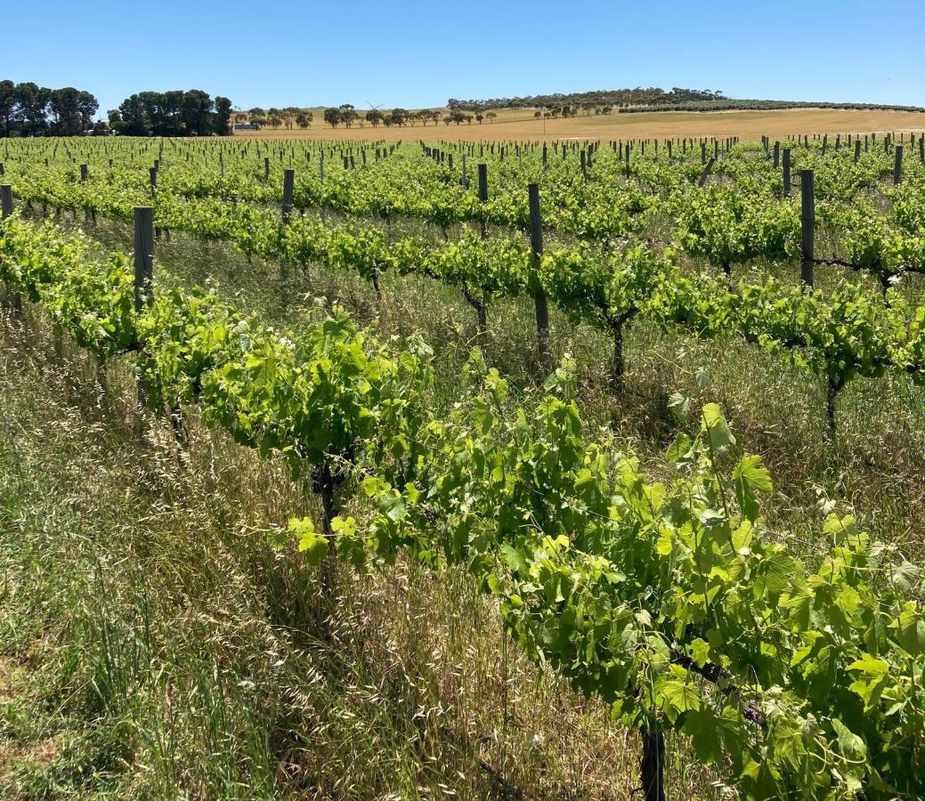Belalie Wines Βίλα Jamestown Εξωτερικό φωτογραφία